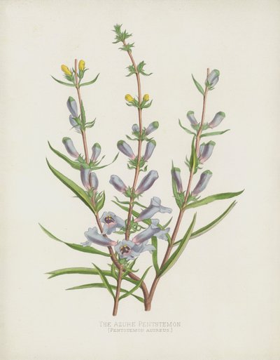Azure Pentstemon、Pentstemon Azureus 作： English School